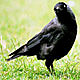 Birds portfolio