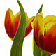 Flowers portfolio
